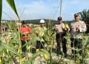 Polsek Tualang dan PT. AIP/TSE Gelar Panen Raya Jagung Wujudkan Swasembada Pangan di Siak