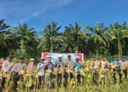 Dukung Ketahanan Pangan, IPDA Jonnes Pimpin Panen Jagung Serentak di Rambah Hilir