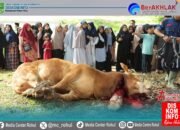 Idul Adha 1446 Hijriyah Bupati dan Wakil Bupati Rokan Hulu Serahkan Hewan Kurban Bantuan Presiden