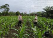 Polsek Hulu Kuantan dan Pemerintah Desa Lubuk Ambacang Tinjau Lahan Jagung untuk Dukung Swasembada Pangan 2025
