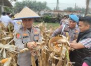 Panen Raya Jagung 510 Kg, Polsek Bukit Kapur Dorong Kemandirian Pangan