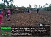 Tanam Jagung, Polsek Pangean Dorong Produktivitas Pertanian Desa
