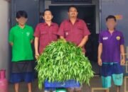 Panen Kangkung Jadi Bukti Komitmen Lapas Narkotika Rumbai dalam Pembinaan dan Ketahanan Pangan