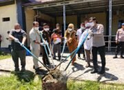 Polres Rokan Hulu Musnahkan 9,5 Kg daun Ganja, Proses Disaksikan Jaksa dan ke dua Tersangka