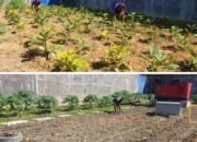 WBP Lapas Rumbai Rawat dan Tanam Sayur untuk Kemandirian