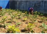 WBP Lapas Rumbai Rawat dan Tanam Sayur untuk Kemandirian