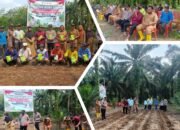 Kapolsek Rambah Hilir Dorong Ketahanan Pangan Lewat Tanam Jagung Di desa pasir Jaya