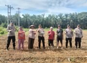 Warga dan Polsek Kunto Darussalam Gotong Royong Tanam Jagung untuk Ketahanan Pangan