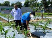 Warga Binaan Lapas Pasir Pangaraian Aktif Rawat Tanaman Jagung Dukung Ketahanan Pangan