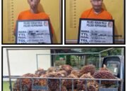 Dua Pencuri Sawit Dibekuk Polsek Kepenuhan di Kebun KUD Suka Damai