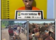 Tertangkap Basah Curi Sawit Milik PT Torganda, Karyawan Panen Di Amankan Satreskrim Polsek Tambusai