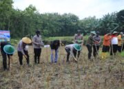 Dukung Ketahanan Pangan Nasional, Polres Madiun Gelar Tanam Raya Jagung Serentak Kuartal I di Geger