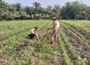 Perkuat Ketahanan Pangan, Polsek Tambusai Utara Kawal Budidaya Jagung di Desa Mekar Jaya