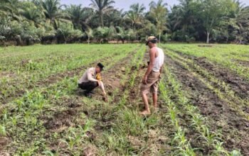 Perkuat Ketahanan Pangan, Polsek Tambusai Utara Kawal Budidaya Jagung di Desa Mekar Jaya