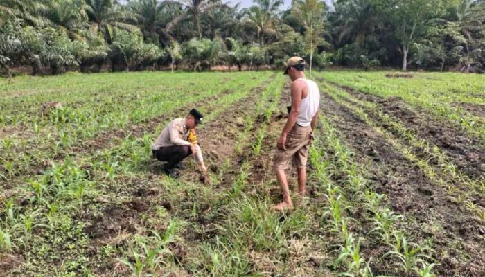 Perkuat Ketahanan Pangan, Polsek Tambusai Utara Kawal Budidaya Jagung di Desa Mekar Jaya