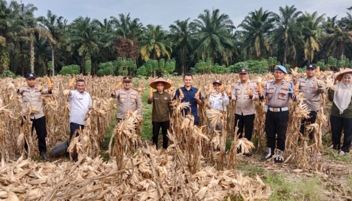 Sukses Panen Raya, Polsek Tambusai Utara Hasilkan 4 Ton Jagung Dukung Program Nasional