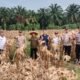 Sukses Panen Raya, Polsek Tambusai Utara Hasilkan 4 Ton Jagung Dukung Program Nasional
