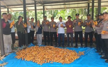 Polsek Rambah Bersama Petani Sukses Panen 4 Ton Jagung, Perkuat Ketahanan Pangan 2026