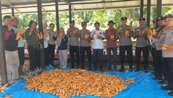Polsek Rambah Bersama Petani Sukses Panen 4 Ton Jagung, Perkuat Ketahanan Pangan 2026