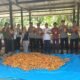 Polsek Rambah Bersama Petani Sukses Panen 4 Ton Jagung, Perkuat Ketahanan Pangan 2026