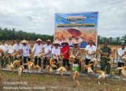 Wujud Dukung Ketahanan Pangan, Kapolsek Tambusai Utara Hadiri Panen Jagung di Simpang Harapan