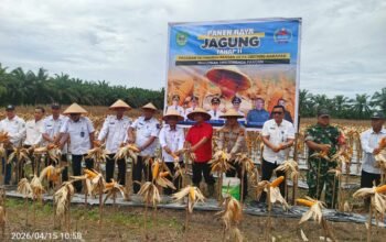 Wujud Dukung Ketahanan Pangan, Kapolsek Tambusai Utara Hadiri Panen Jagung di Simpang Harapan