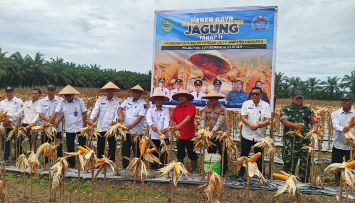 Wujud Dukung Ketahanan Pangan, Kapolsek Tambusai Utara Hadiri Panen Jagung di Simpang Harapan