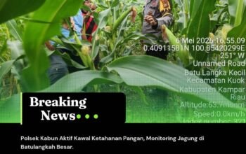 Polsek Kabun Aktif Kawal Ketahanan Pangan, Monitoring Jagung di Batulangkah Besar
