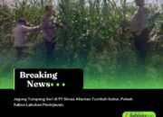 Jagung Tumpang Sari di PT Simas Aliantan Tumbuh Subur, Polsek Kabun Lakukan Peninjauan