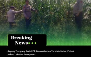 Jagung Tumpang Sari di PT Simas Aliantan Tumbuh Subur, Polsek Kabun Lakukan Peninjauan