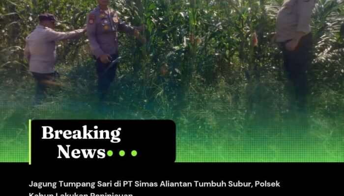 Jagung Tumpang Sari di PT Simas Aliantan Tumbuh Subur, Polsek Kabun Lakukan Peninjauan