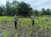 Polsek Rambah Hilir Hadir Mengawal Harapan Petani di Desa Sejati