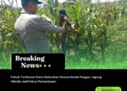 Polsek Tambusai Utara Gelorakan Swasembada Pangan, Jagung Hibrida Jadi Fokus Pemantauan