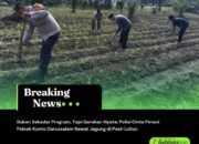 Bukan Sekadar Program, Tapi Gerakan Nyata: Polisi Cinta Petani Polsek Kunto Darussalam Rawat Jagung di Pasir Luhur