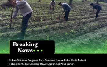 Bukan Sekadar Program, Tapi Gerakan Nyata: Polisi Cinta Petani Polsek Kunto Darussalam Rawat Jagung di Pasir Luhur