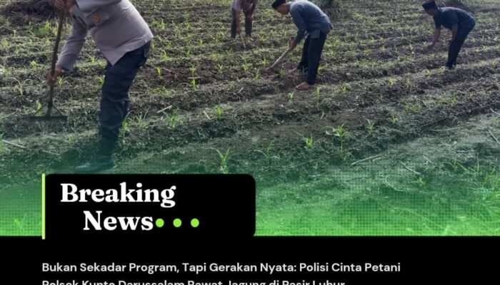 Bukan Sekadar Program, Tapi Gerakan Nyata: Polisi Cinta Petani Polsek Kunto Darussalam Rawat Jagung di Pasir Luhur