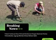 Polsek Tambusai Utara Perkuat Ketahanan Pangan Nasional, Pantau Pertumbuhan Jagung Hibrida di Desa Mahato Sakti