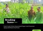 Polsek Tandun Perkuat Swasembada Pangan Lewat Penanaman Jagung, Bukti Nyata Cinta Petani