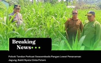Polsek Tandun Perkuat Swasembada Pangan Lewat Penanaman Jagung, Bukti Nyata Cinta Petani