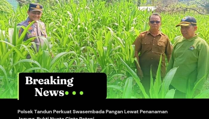 Polsek Tandun Perkuat Swasembada Pangan Lewat Penanaman Jagung, Bukti Nyata Cinta Petani