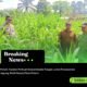 Polsek Tandun Perkuat Swasembada Pangan Lewat Penanaman Jagung, Bukti Nyata Cinta Petani