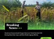 Akselerasi Swasembada Pangan Nasional, Polsek Rambah Hilir Dorong Desa Pasir Jaya Jadi Role Model Jagung Hibrida
