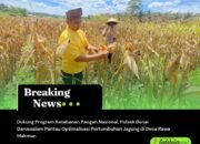 Dukung Program Ketahanan Pangan Nasional, Polsek Bonai Darussalam Pantau Optimalisasi Pertumbuhan Jagung di Desa Rawa Makmur
