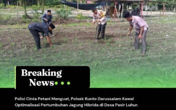 Polisi Cinta Petani Menguat, Polsek Kunto Darussalam Kawal Optimalisasi Pertumbuhan Jagung Hibrida di Desa Pasir Luhur