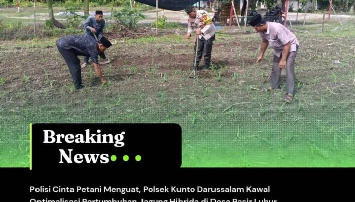 Polisi Cinta Petani Menguat, Polsek Kunto Darussalam Kawal Optimalisasi Pertumbuhan Jagung Hibrida di Desa Pasir Luhur