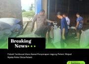 Polsek Tambusai Utara Kawal Penyerapan Jagung Petani, Wujud Nyata Polisi Cinta Petani