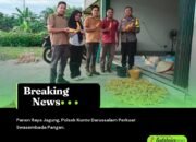 Panen Raya Jagung, Polsek Kunto Darussalam Perkuat Swasembada Pangan