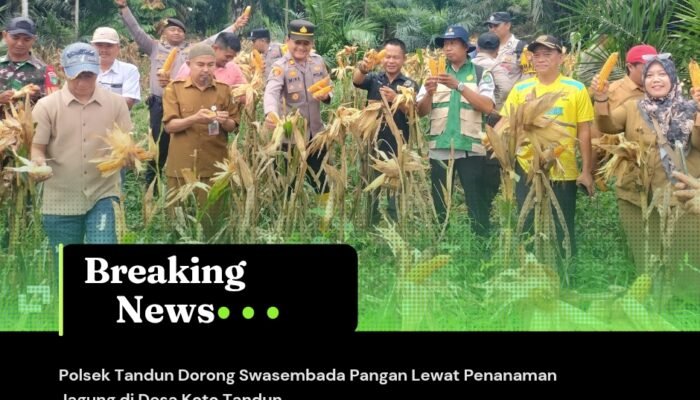 Polsek Tandun Dorong Swasembada Pangan Lewat Penanaman Jagung di Desa Koto Tandun