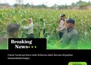 Polsek Tambusai Utara Hadir di Rantau Sakti, Bersatu Wujudkan Swasembada Pangan