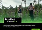 Polsek Tandun Dorong Swasembada Pangan, Lahan Kosong Tandun Barat Disulap Menjadi Produktif